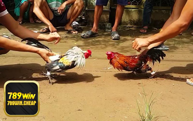 Đá gà trực tiếp Mộc Bài - Sảnh 789win đá gà