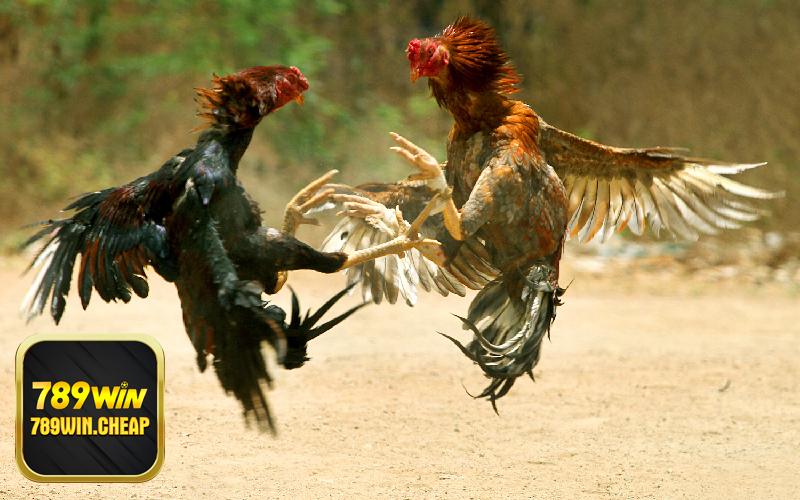 Đến với đá gà 789win trực tiếp Mộc Bài mọi người sẽ được theo dõi mọi trận đấu một cách an toàn, chất lượng